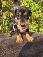 Sunshine, a female Miniature Dachshund for sale in Westminster, CA – 2 of 3