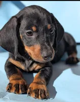 Dominic, a male Dachshund for sale in Fountain Valley, CA – 3 of 3