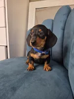 Dominic, a male Miniature Dachshund for sale in Fountain Valley, CA – 4 of 4