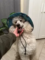 Loui, a male Poodle - Toy  for sale in Westminster, CA – 3 of 3