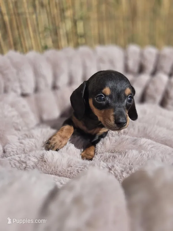Dominic – Miniature Dachshund puppy for sale in Santa Ana, CA