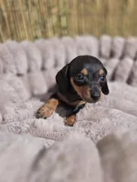 Dominic, a male Miniature Dachshund for sale in Santa Ana, CA – Photo 1 of 7