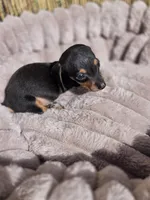 Dominic, a male Miniature Dachshund for sale in Santa Ana, CA – Photo 6 of 7