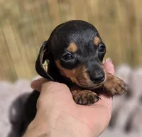 Dominic, a male Miniature Dachshund for sale in Santa Ana, CA – Photo 2 of 7