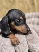 Dominic, a male Miniature Dachshund for sale in Santa Ana, CA – Photo 7 of 7
