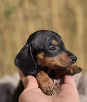 Dominic, a male Miniature Dachshund for sale in Santa Ana, CA – Photo 5 of 7