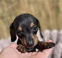 Dominic, a male Miniature Dachshund for sale in Santa Ana, CA – Photo 4 of 7