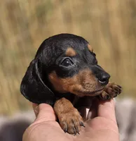 Dominic, a male Miniature Dachshund for sale in Santa Ana, CA – Photo 3 of 7
