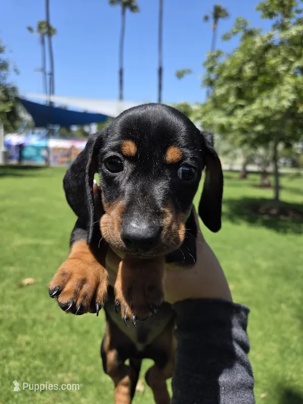Milo – Dachshund, Miniature Dachshund puppy for sale in Fountain Valley, CA