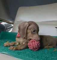 Still thinking a name , a male Miniature Dachshund for sale in Fountain Valley, CA – 2 of 5