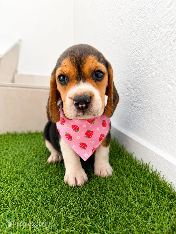 Fresita – Beagle puppy for sale in Fountain Valley, CA