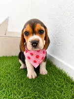 Fresita, a female Beagle for sale in Fountain Valley, CA – 1 of 1