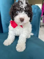 Chocolate , a male Poodle - Toy  for sale in Westminster, CA – 2 of 2