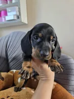 Blue, a male Miniature Dachshund for sale in Fountain Valley, CA – 3 of 4
