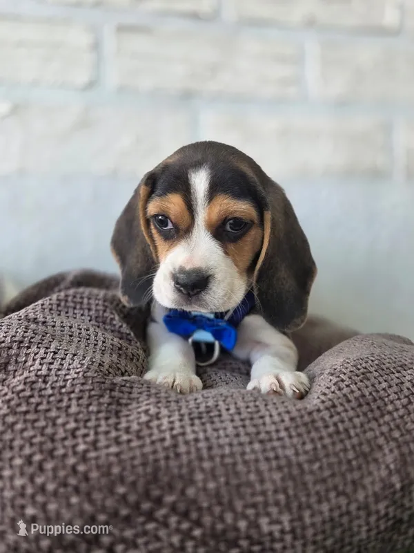 Rufus – Beagle puppy for sale in Santa Ana, CA