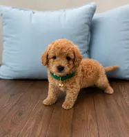 Tommy, a male Maltipoo for sale in Westminster, CA – 1 of 1