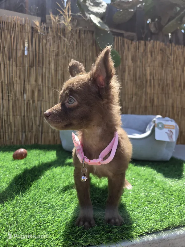 Nutella long hair  – Chihuahua puppy for sale in Fountain Valley, CA