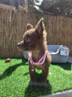 Nutella long hair , a female Chihuahua for sale in Fountain Valley, CA – 1 of 5