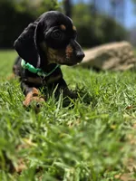 Archie, a male Miniature Dachshund for sale in Westminster, CA – 3 of 4