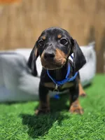 Blacky, a male Miniature Dachshund for sale in Fountain Valley, CA – 2 of 6