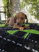Ron, a male Miniature Dachshund for sale in Santa Ana, CA – 2 of 2