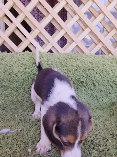 Nala, a female Beagle for sale in Santa Ana, CA – 4 of 4