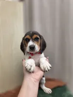 Mike, a male Beagle for sale in Fountain Valley, CA – 1 of 4