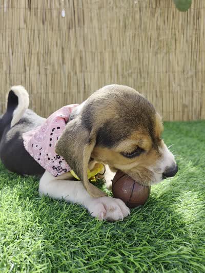 Lola, a female Beagle for sale in Fountain Valley, CA – 4 of 6