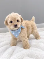 Teddy, a male Maltipoo for sale in Westminster, CA – 1 of 1