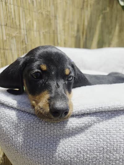 Blacky, a male Miniature Dachshund for sale in Fountain Valley, CA – 5 of 6