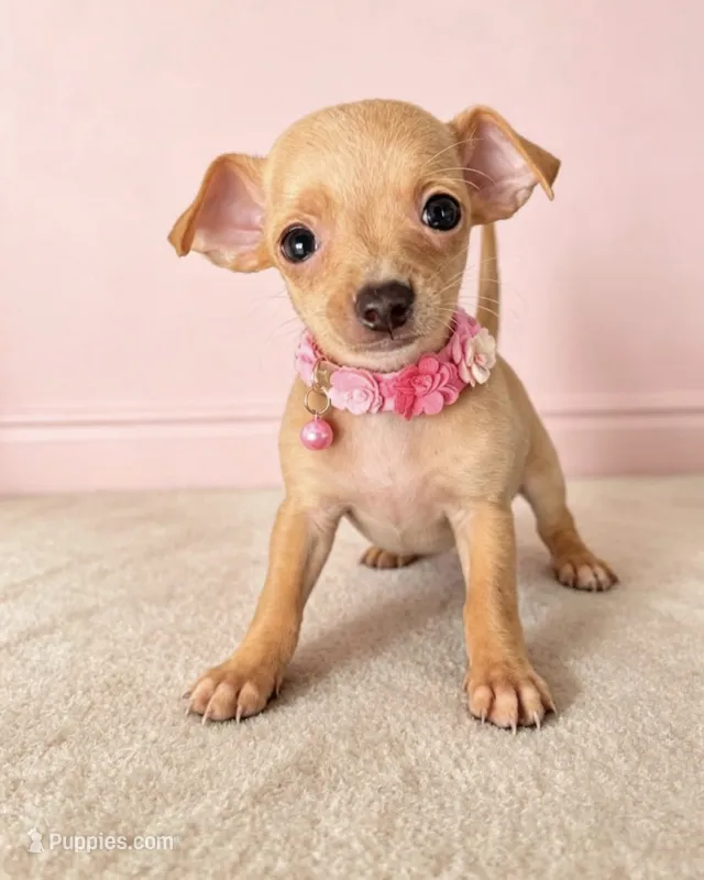 Paris – Chihuahua puppy for sale in Santa Ana, CA