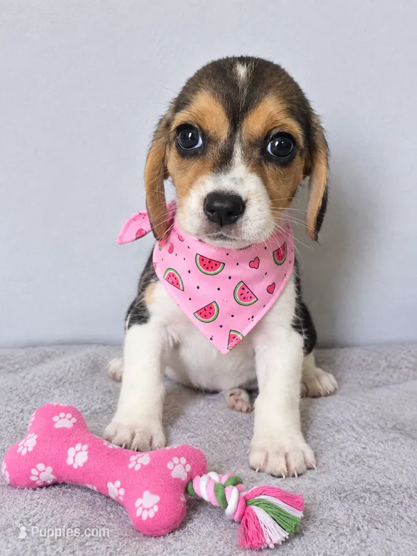 Kira – Beagle puppy for sale in Westminster, CA