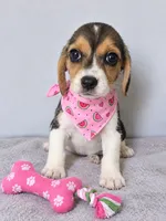 Kira, a female Beagle for sale in Westminster, CA – 1 of 1