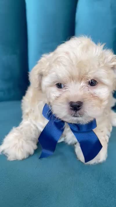 Ozzy ready on sep 25, a male Maltipoo for sale in Westminster, CA – 2 of 2