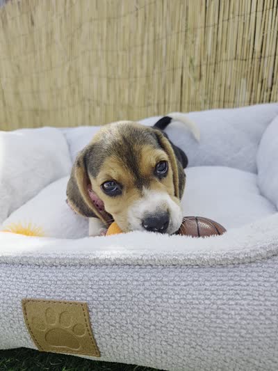 Lola, a female Beagle for sale in Fountain Valley, CA – 3 of 6