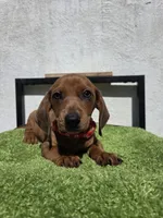 Cosmos (green eyes), a male Dachshund for sale in Santa Ana, CA – 3 of 5