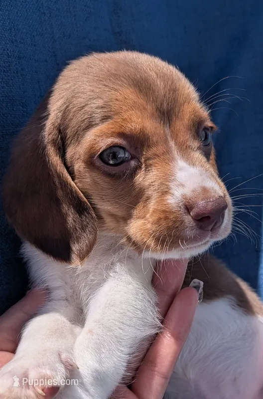 Loki phone 7142610060 – Beagle puppy for sale in Fountain Valley, CA
