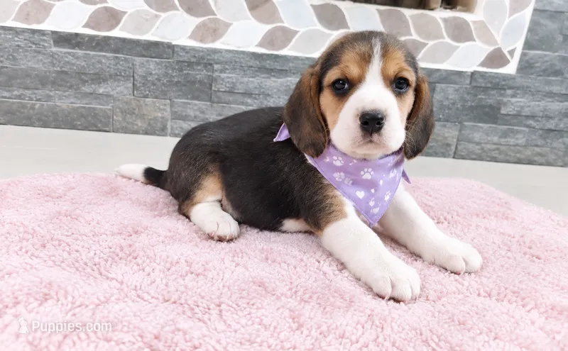 Bella – Beagle puppy for sale in Westminster, CA