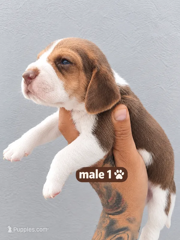 Thor ready sep25 – Beagle puppy for sale in Westminster, CA