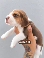 Thor ready sep25, a male Beagle for sale in Westminster, CA – 1 of 1
