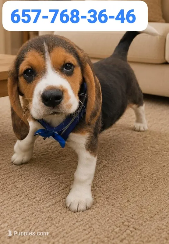 Hunter – Beagle puppy for sale in Fountain Valley, CA