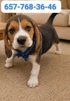 Hunter, a male Beagle for sale in Fountain Valley, CA – 1 of 1