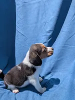 Zeus  phone# 7142610060, a male Beagle for sale in Fountain Valley, CA – 3 of 3