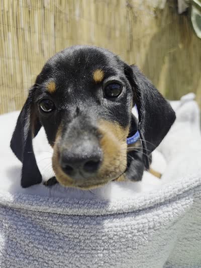 Blacky, a male Miniature Dachshund for sale in Fountain Valley, CA – 6 of 6