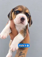 Zeus ready on sep 25, a male Beagle for sale in Westminster, CA – 3 of 3