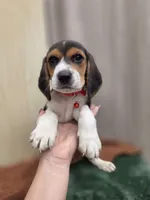 Mike, a male Beagle for sale in Fountain Valley, CA – 3 of 4