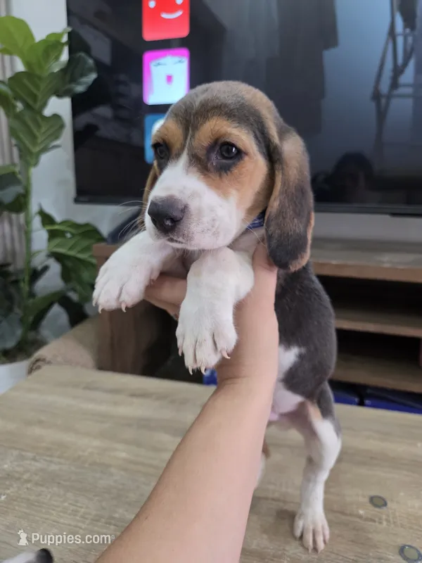Matew – Beagle puppy for sale in Fountain Valley, CA