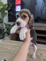 Matew, a male Beagle for sale in Fountain Valley, CA – 1 of 2