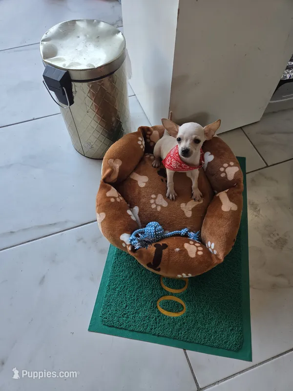 Charlie  – Chihuahua puppy for sale in Fountain Valley, CA