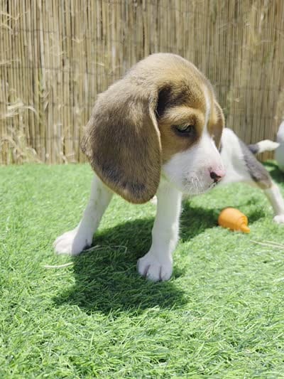 Bella, a female Beagle for sale in Fountain Valley, CA – 8 of 8